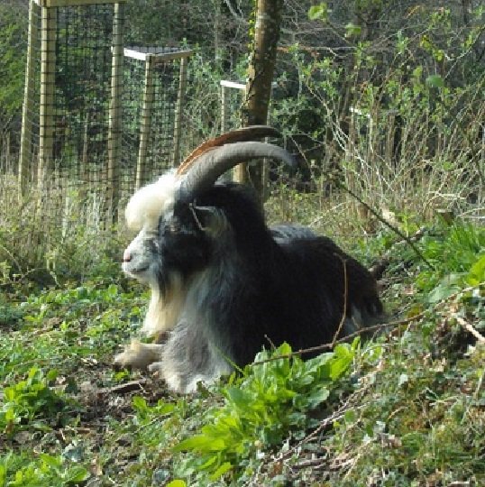 2017 Goat in the valley, Christine Brett